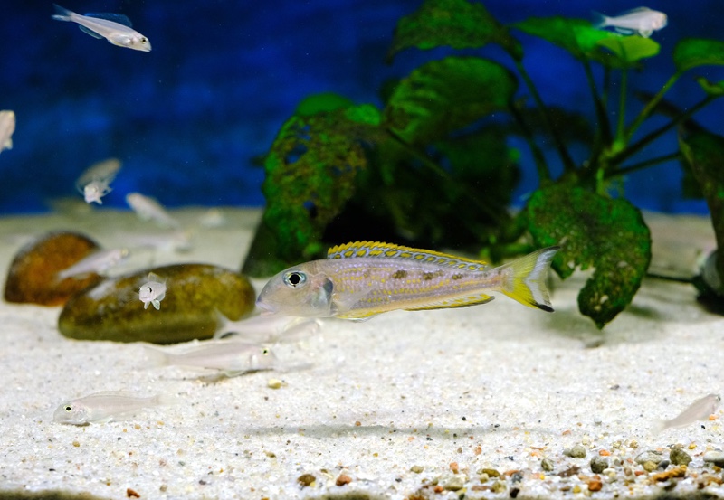 Xenotilapia singularis 'Kerenge Island'